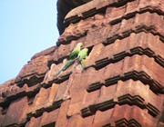 Sidheswara-Parrots